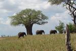 Dag 4 - Lake Manyara Ni lämnar Tarangire och åker vidare till