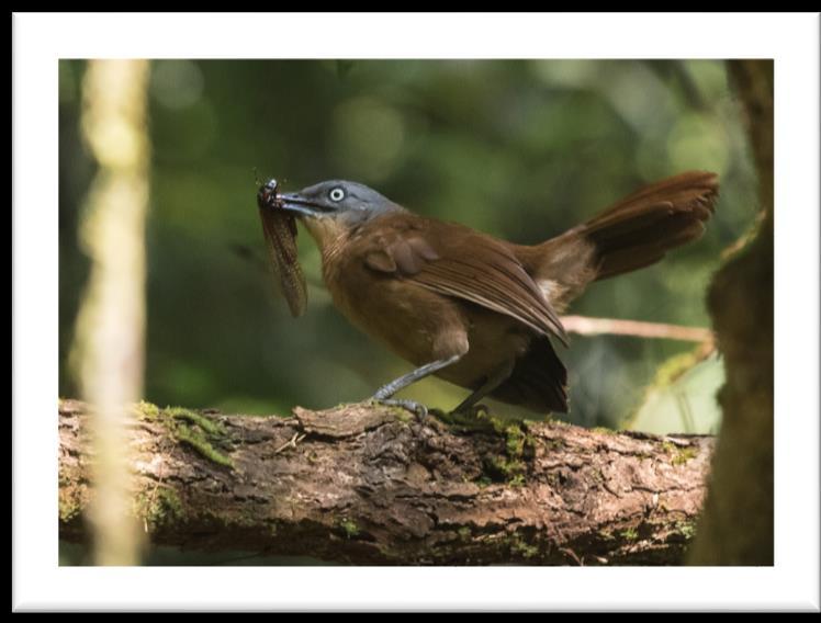 top: Sri Lanka Magpie