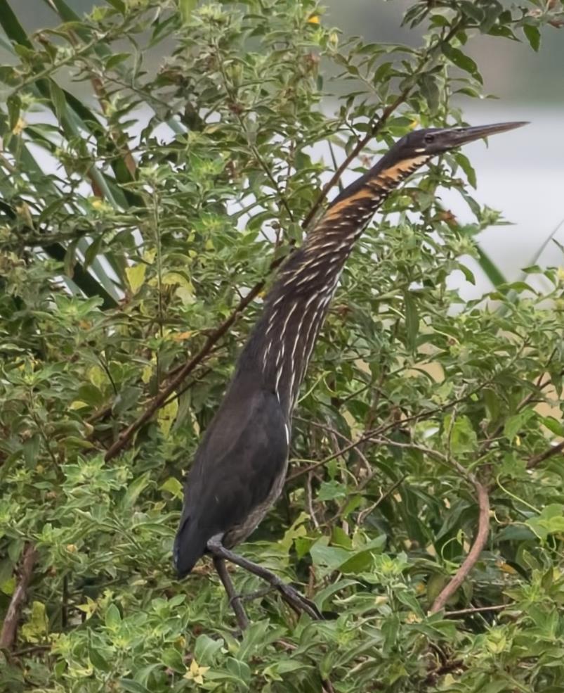 10 Black Bittern.