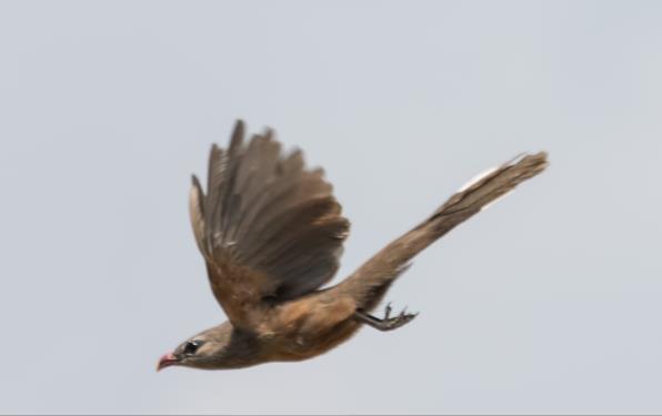 11 Plover, Kentish Plover, Ruddy Turnstone, Ruff, Little Stint, Common Snipe, Common Redshank, Wood Sandpiper, Little Tern, European Beeeater, Jerdon s Bushchat, Brahminy Starling samt Indian