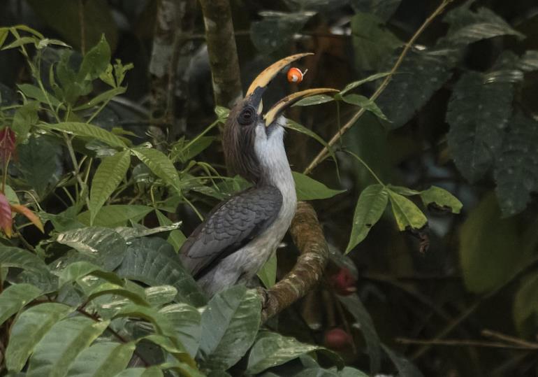 13 Yellow-fronted