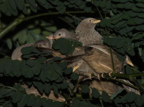 Purple-rumped