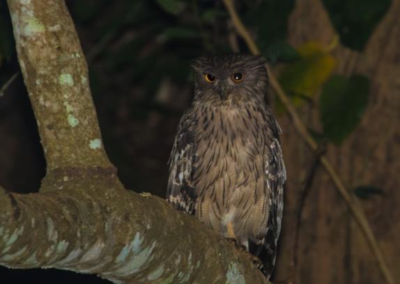 5 den hoppade fram ut buskagen. Av däggdjur sågs under dagen Sri Lanka Giant Squirrel samt Dusky Striped Jungle Squirrel. Brown Fish-owl.