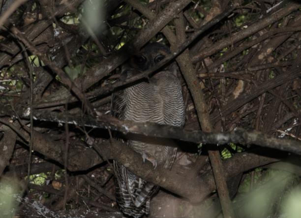 Längs vägen syntes en ad och en juv Rufous-bellied Eagle.