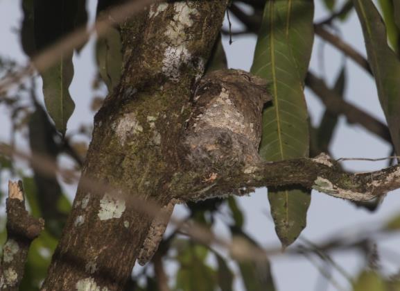 7 Sri Lanka Frogmouth på dagkvist. Bra kamouflage. På eftermiddagen företog de flesta av oss en vandring längs den väg som går genom den besökstillåtna delen av reservatet.