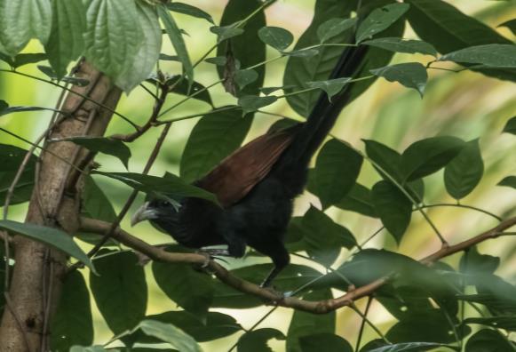 Andra för resan nya arter var Red-faced Malkoa, Black-naped Monarch, Ashy-headed Laughingthrush samt Sri Lanka Hill Myna. De som stannade vid lodgen såg en Legge s Hawkeagle. Red-faced Malkoha (E).