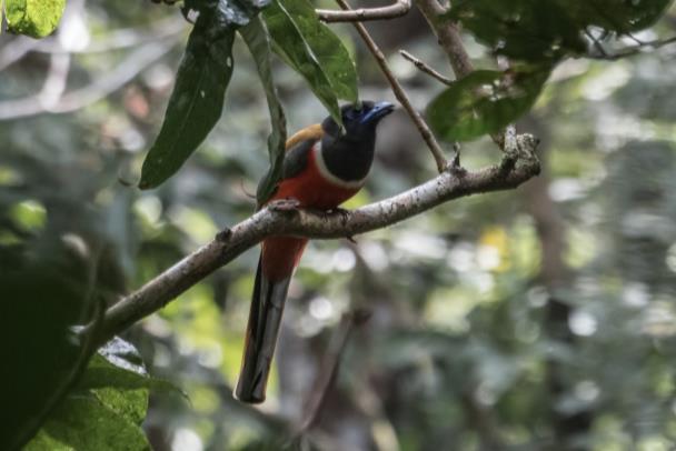 a Oriental Dwarf-kingfisher, men det var bara Dulan och Björn som fick se en sådan. Övriga fick nöja sig med Indian Pygmy Woodpecker.