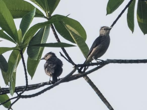 8 förbi. På kvällen fick alla se en spelande Sri Lanka Frogmouth alldeles invid lodgen. 7/2 Ytterligare en dag i Sinharaja.