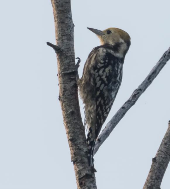 9/2 På morgonen gjorde vi en ny tur in i Udawalawe National Park.