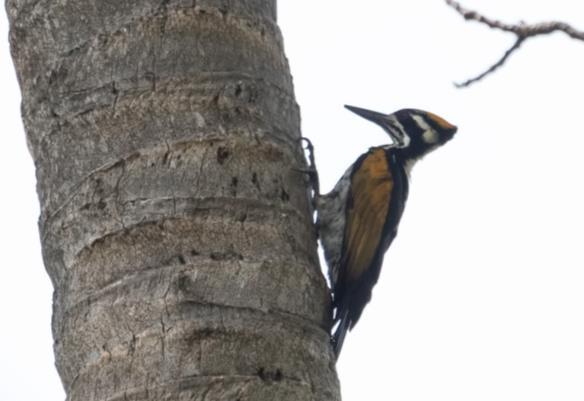 Stor raritet för Sri Lanka Vid en våtmark reskryssades Oriental Darter, Lesser Sandplover, Pheasant-tailed Jacana och Green Sandpiper och vid ett boningshus nära Tissa två Jungle Owlets i en liten