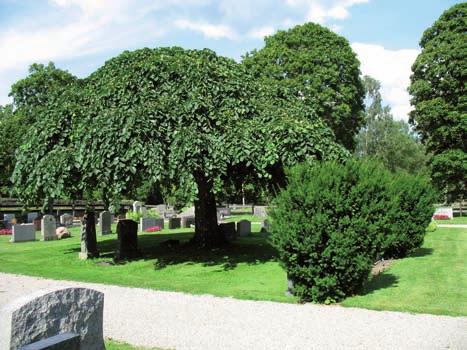 Över muren i denna del av kyrkogården finns ett staket med stenstolpar och stålvajer emellan.