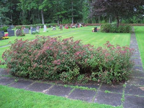 Vegetation Inne kvarteren finns det rygghäckar av måbär och oxbär i nord sydlig riktning. I kvarteren växer även ölandstok, lind, pil, thuja, gullregn, buxbom, rosenspirea och körsbärsplommon.