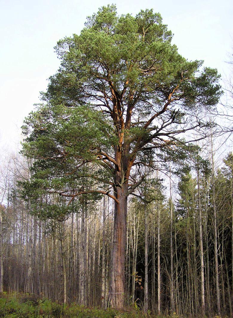 Medlemsblad för Hallsbergs Naturskyddsförening Nr 1 2005 Vi fortsätter vår studiecirkel om stora träd. Om naturcentrums