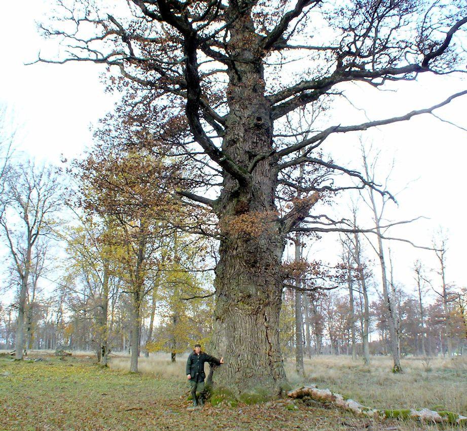 Det finns fler träd Denna ek kan vara värt ett besök fastän den står utanför kommungränsen.