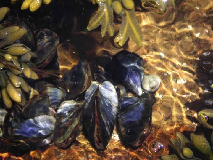 Återetablering av musselbankar i Kungälv Figur 1.