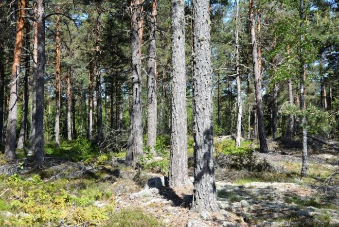 Oskarshamn Övrahammar 1:2 Bostadshus 1 1/2 plans äldre byggnad uppförd i trä. Bra tak med betongpannor. Byggnader består av två lägenheter med varsitt kök och toalett.