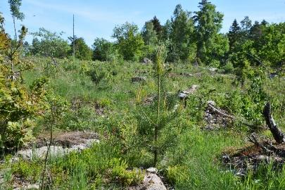 Oskarshamn Övrahammar 1:2 Om Skog & Lantbruk Skog & Lantbruk är ett rådgivningsföretag som arbetar med följande tjänster