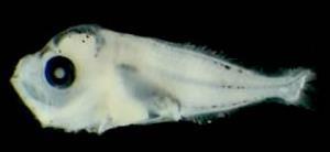 Juveniler och plankton svåra att bestämma Invasiva