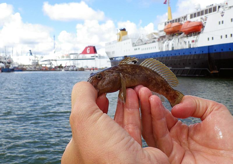 edna och övervakning av invasiva arter Pilot studie i Göteborgs Hamn kan vi