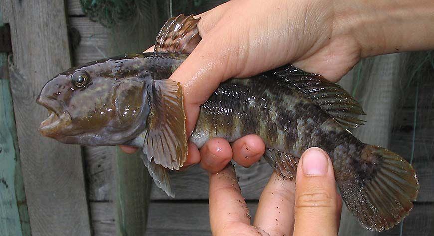 Slutsatser/förslag Metabarcoding och mer fokus på plankton när det gäller allmän övervakning av invasiva arter i