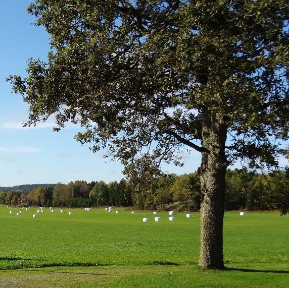 Dokumentgranskning Urval av granskningsaspekter Hänvisningar till resp.