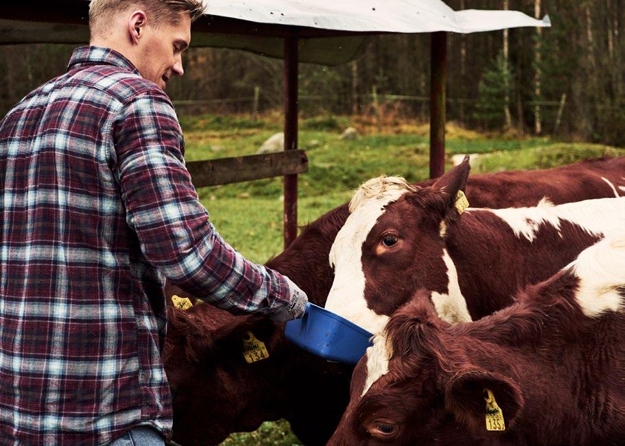 PELLET Allfoder för kalvar och växande nöt Mångsidig och smaklig sammansättning lockar djuren att äta Stor andel smältbara fibrer, ger jämnare våmfunktion och fastare gödsel Protein för hög tillväxt;