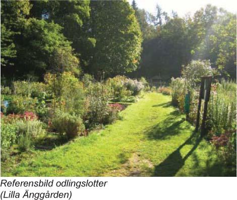 rödbladig Odlingslotter och ytan söder om enkalverna I den sydöstra delen av området finns en befintlig platå där det blir ett fint läge för odlingslotter.