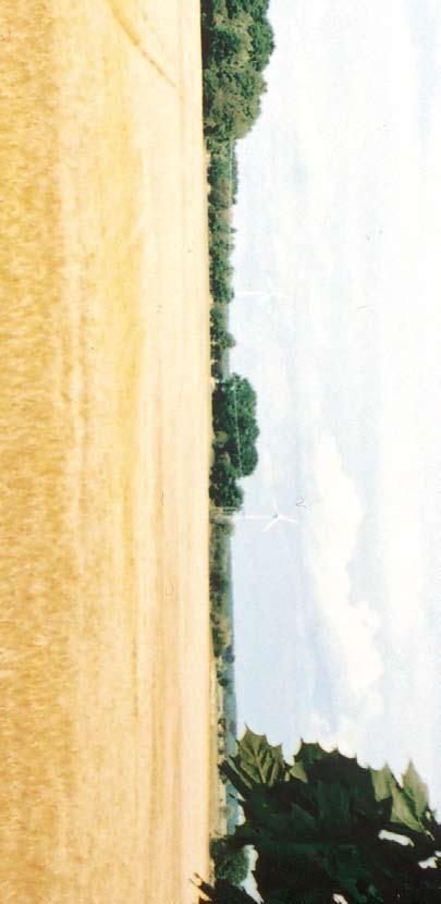Foto: M. B., 2008. Mjällby kyrka har sedan medeltiden ägt mark i Klockskogsområdet, men sedan 1995 förvaltas marken av Lunds stift.