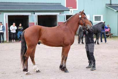 Program för den Kallblodig unghästutställning på Gävletravet, Söndag den 16/9-018 Arrangör: Travklubben Sleipner Gävle Dagens domare är Camilla Röste Förra årets Best In Show L.Q.