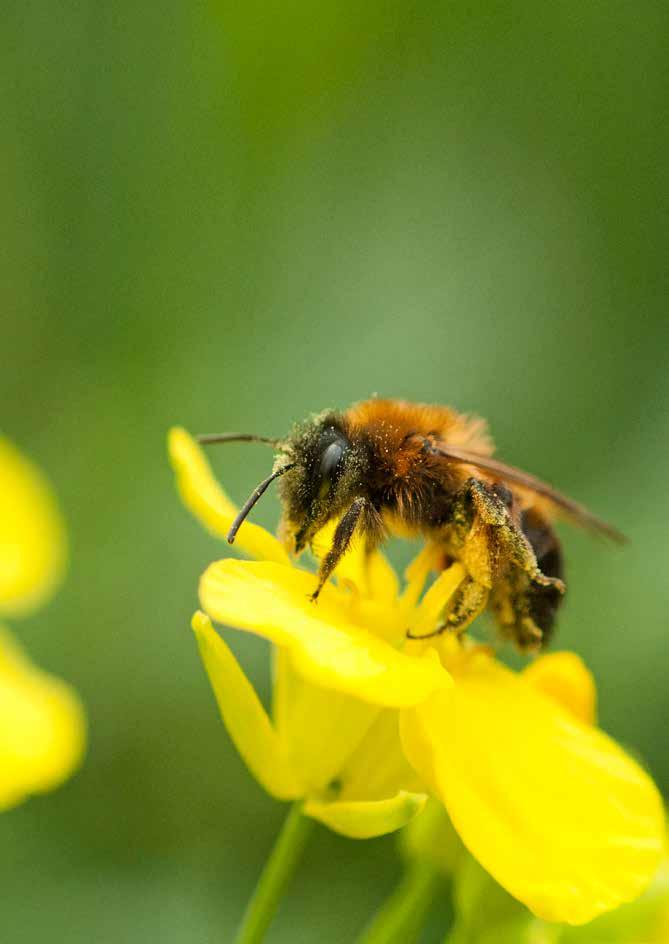 Gynna solitärbin I denna skrift kan du läsa om solitärbin som pollinerar dina grödor. Hur de lever och vad de äter.