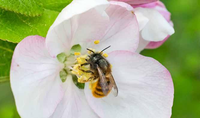 På våra breddgrader pollinerar insekterna cirka 70 procent av alla växtarter, resten är vindpollinerade. Bild på rödmurarbi i äpple. Vilda solitärbin pollinerar dina grödor Vad är ett solitärbi?