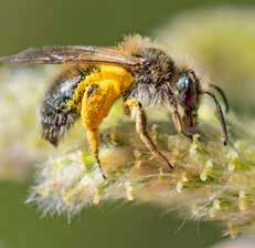Inga frukter utan pollinering Pollinering är när pollenkornen flyttas från ståndarna till pistillens märke. De allra flesta vilda och odlade växter kan inte sätta frö utan pollinering.