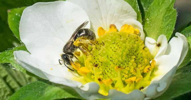 Undersökningar i England visar att solitärbin har mer löst pollen på kroppen jämfört med humlor och honungs bin.