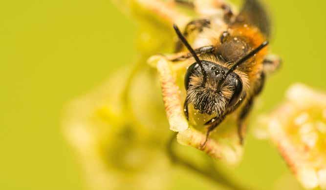 Undersökningar i Danmark visar att antalet solitärbin varierar mycket, upp till 10 gånger, mellan olika gårdar. I nio olika äppleodlingar fanns det 41 solitärbiarter under blomningen.