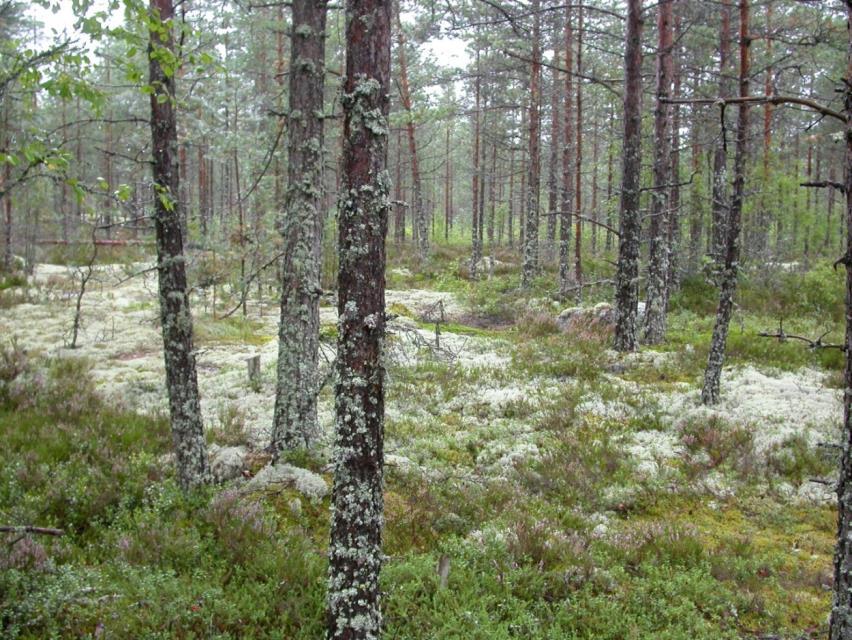 FCG DESIGN OCH PLANERING AB Mikonkeidas vindkraftspark 94 skogsbruk och deras trädbestånd är till största delen relativt ungt eller äldre och domineras av 30 50 år gammal tallskog.