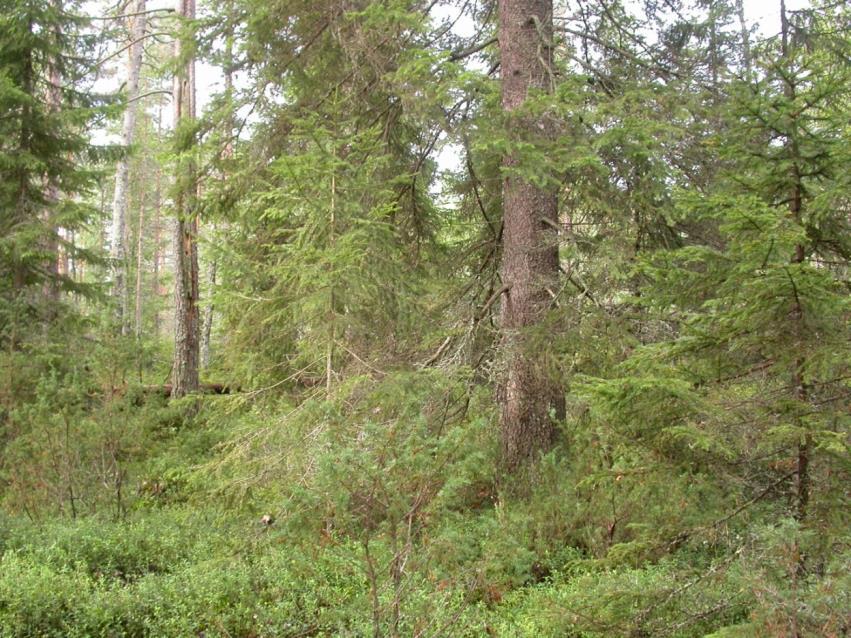 FCG DESIGN OCH PLANERING AB Mikonkeidas vindkraftspark 95 högmosse och tallmyr (bl.a. högmosse med dyhöljor och högmosse med gölar) som ofta bildar mycket vidsträckta formationer.