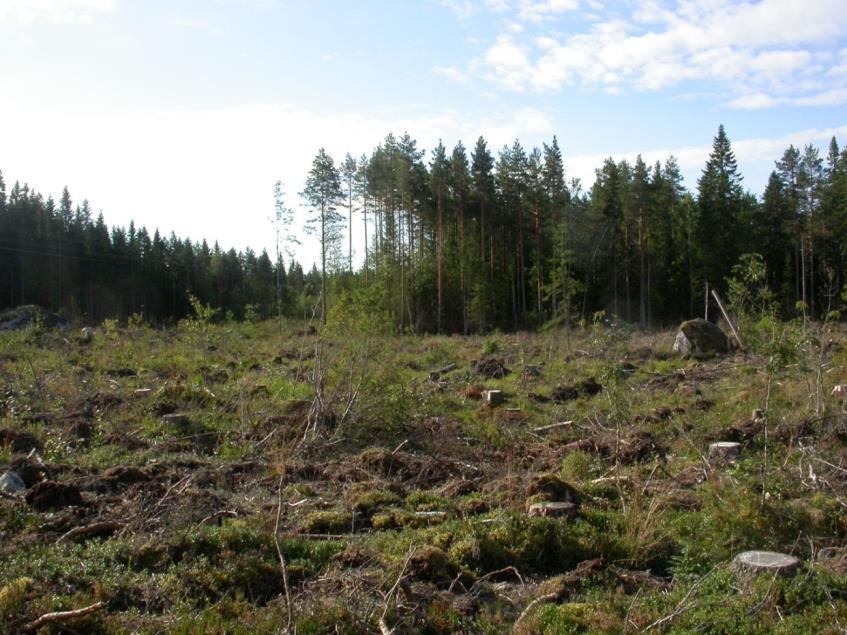 FCG DESIGN OCH PLANERING AB Mikonkeidas vindkraftspark 96 På de norra stränderna av sjön finns ett tudelat METSO-objekt som tillhör naturtypen trädfattigt kärr.