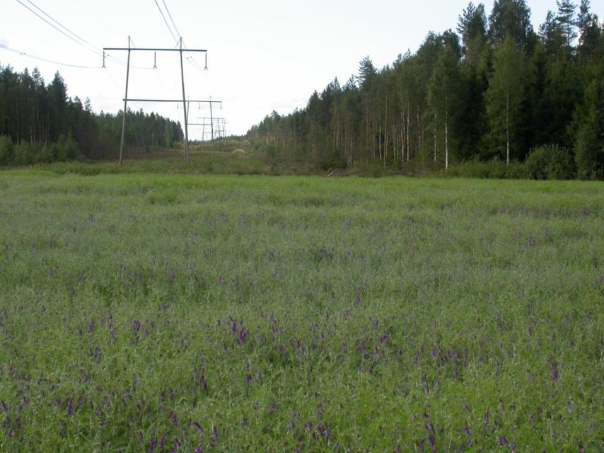 FCG DESIGN OCH PLANERING AB Mikonkeidas vindkraftspark 97 några torrakor. Karg och torr mo och lavmo har i Finland klassificerats som nära hotade och hotade naturtyper.