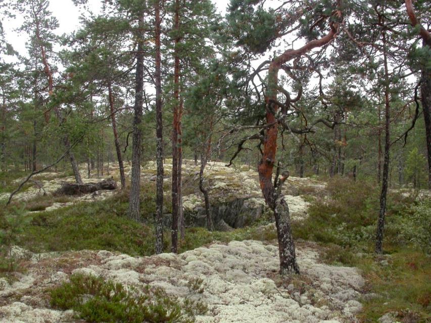 FCG DESIGN OCH PLANERING AB Mikonkeidas vindkraftspark 100 tade och som till sitt naturtillstånd skulle vara representativa.