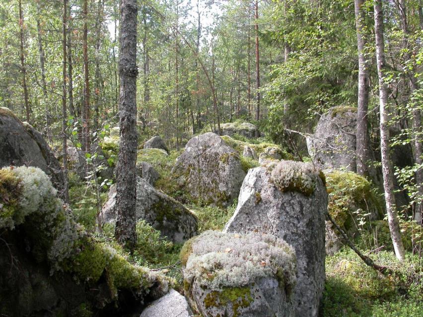 Svämäng på Tönijärvis södra strand.