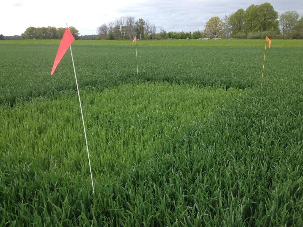 3 Enköpingsnäs I Enköpingsnäs har nollrutan levererat över 20 kg/ha sedan mätningarna startade. Fältet är gödslat två gånger, 19 mars och 10 april.