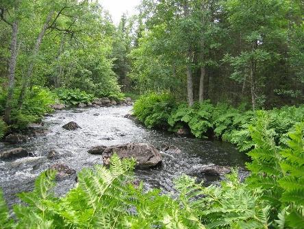 Av lax, flodnejonöga, flodkräfta, öring, sik och ål finns idag bara en spillra jämfört med vad som en gång i tiden fanns i Testeboån. För laxen har utvecklingen gått att vända.
