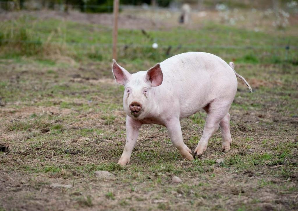 Gris Lönsamhetsindikator Slaktgrisproduktionen upplever en stark lönsamhetsutveckling under inledningen av 2018.