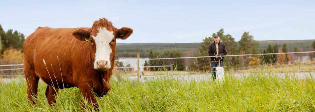 Nöt Lönsamhetsindikator Nyckeltalet nötkött, minus foder och kalv, förstärktes med 5,5 procent under årets inledande 13 veckor.