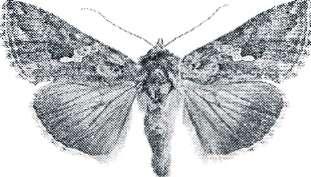 Intressanta fjärilar noterade i Trosa, Mörkö området 2007: Numrering och namn enligt: Catalogus Lepidopterum Sueciae: version 2.