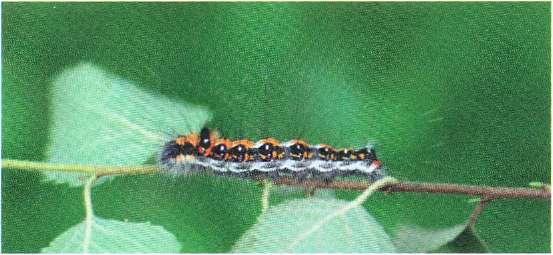 2381 - Acronicta tridens: 2 ex larver på björk slutet aug Frillingsmossen, (HGNS, LGOS). Acronicta tridens (Treuddtecknat aftonfly): larv i sista stadiet.