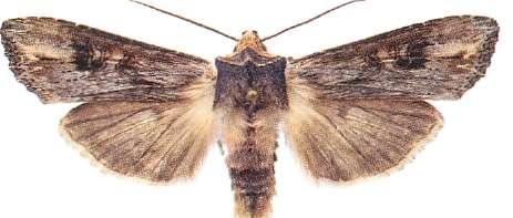 2486 - Cardarina clavipalpis: 1 ex 25/8, 2 ex 2/10 Trosa (LJRS). 2492 - Elaphria venustula: 1 ex 7/6, 1 ex 24-26/6, 1 ex 28/6, 1 ex 29/6 Trosa (LJRS).
