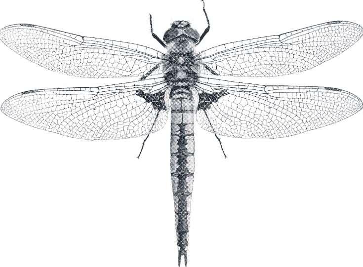 2656 - Noctua pronuba: Första exet för säsongen noterades 17/6 sedan var arten extremt allmän under hela säsongen. Sista exemplaren för säsongen noterades i senare delen av September, (LJRS).