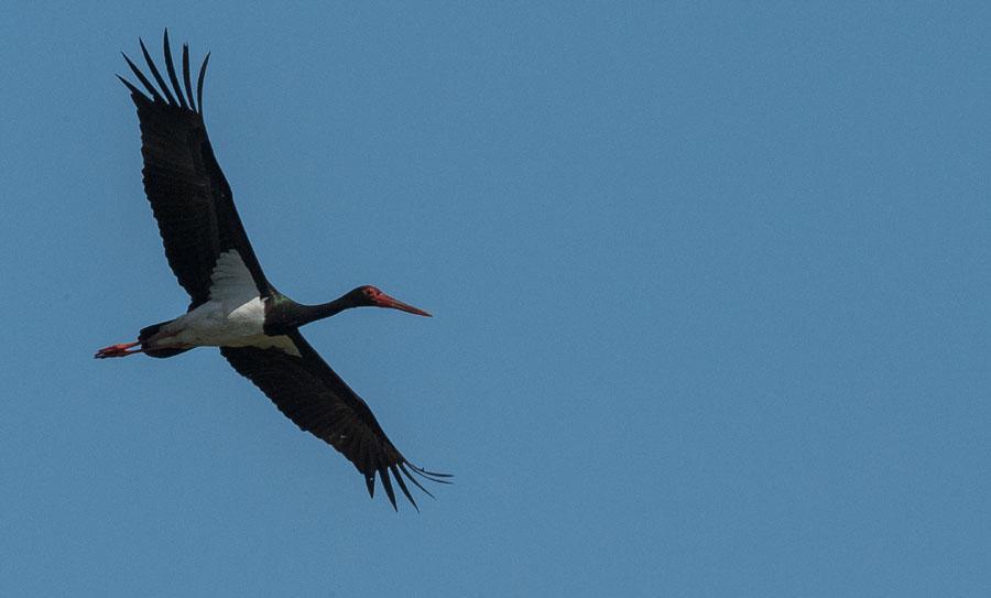 16 Gråhakedopping Podiceps grisegena grisegena Noterad dagligen i Donaudeltat, med upp till 20 ex per dag. 17 Skäggdopping Podiceps cristatus cristatus 8 ex i Hazarlac Lacul 1.5. Allmän i Donaudeltat.