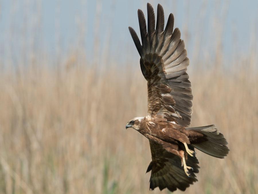 Foto: Carl-Axel Bauer 37 Dvärgörn Hieraaetus pennatus 3 ex sågs 6.5, varav en mörk och en ljus morf kretsade tillsammans vid Enisala. Även 3 ex 8.5. 38 Balkanhök Accipiter brevipes 4 ex sågs 8.